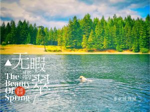 McIvor-Lake-dog-friendly